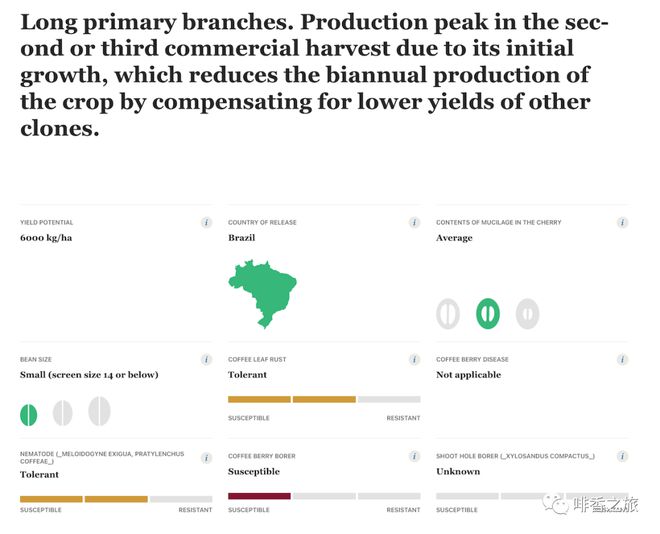 博业体育app世界咖啡研究发布“罗布斯塔品种目录”(图4)