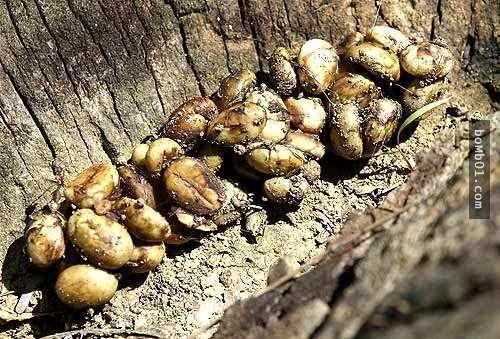 一杯昂贵的“猫屎咖啡”能卖上数千元看完我以后再也喝博业体育平台不下去了(图3)