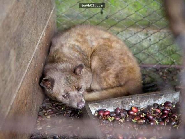 一杯昂贵的“猫屎咖啡”能卖上数千元看完我以后再也喝博业体育平台不下去了(图6)