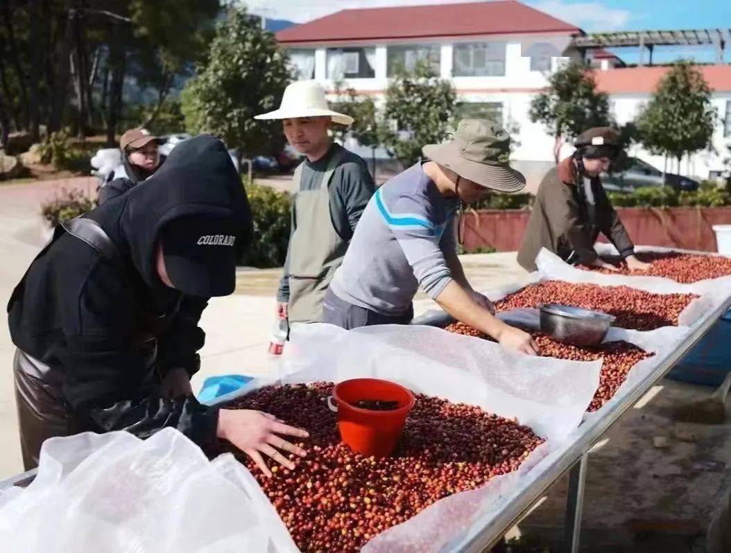 精品咖啡在临沧之基地篇丨将“第一生产车间”建在田博业体育app间地头(图3)