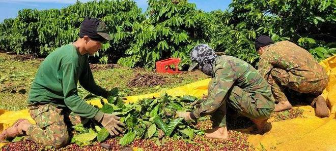 博业体育平台越南咖啡价格疯涨烘焙商苦撑消费者遭殃(图2)